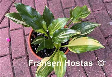 Hosta The Sweetest Thing